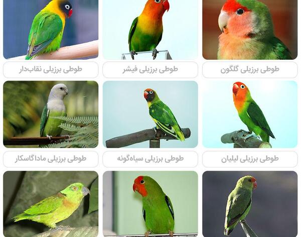عکس طوطی برزیلی فیشر