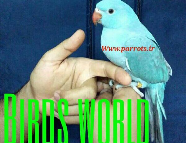 عکس طوطی برزیلی فروشی