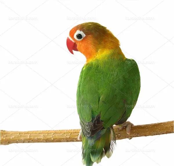 عکس طوطی برزیلی فروشی