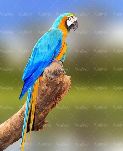 عکس های فانتزی طوطی