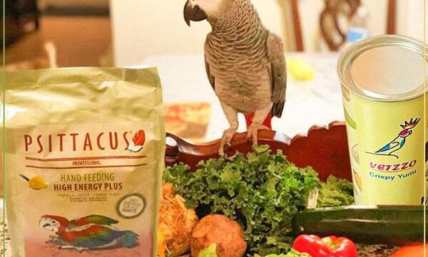 عکس غذا خوردن طوطی