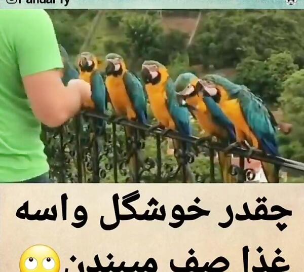 عکس غذا خوردن طوطی