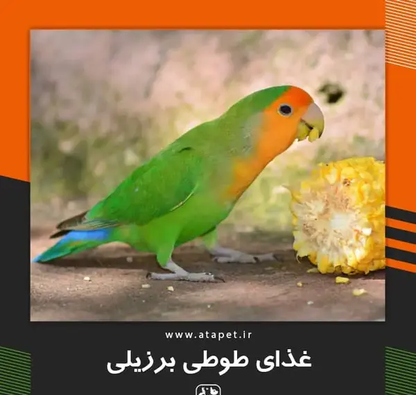 عکس غذا خوردن طوطی