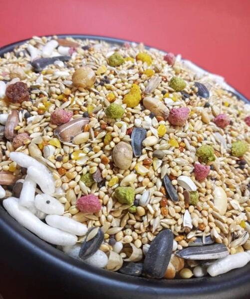 عکس غذا خوردن طوطی