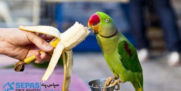 عکس غذا خوردن طوطی