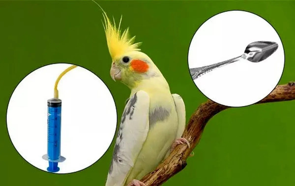 عکس غذا دادن طوطی