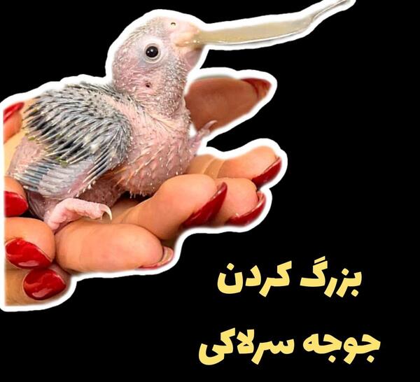 عکس غذا دادن طوطی