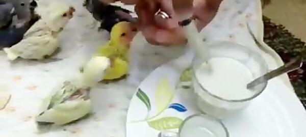 عکس غذا دادن طوطی