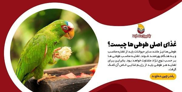 عکس غذا دادن طوطی
