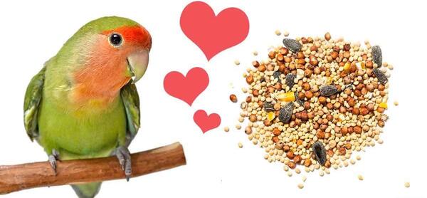 عکس غذای طوطی ها