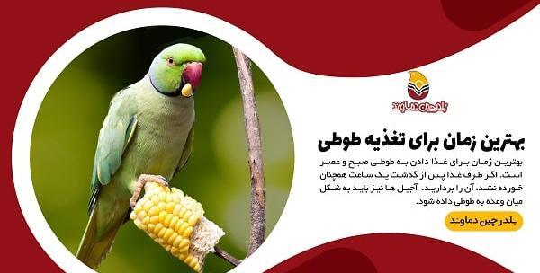 عکس غذای طوطی ها