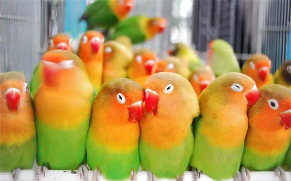 عکس غذای طوطی ها