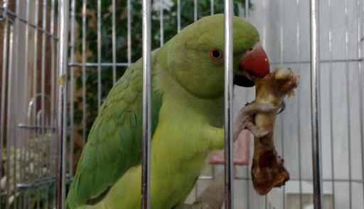 عکس غذای طوطی ها