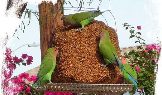 عکس غذای طوطی ها