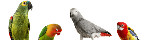 عکس غذای طوطی ها