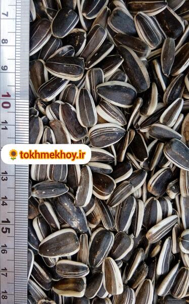 عکس غذای طوطی ها