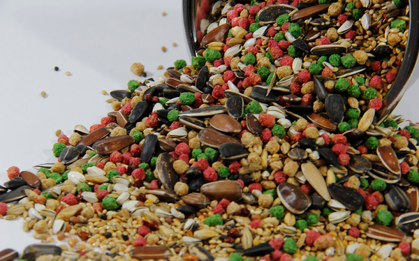 عکس غذای طوطی ها