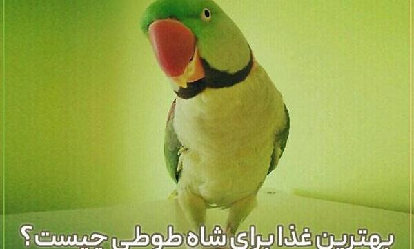 عکس ظرف غذای طوطی