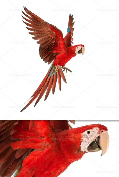 عکس طوطی برای نقاشی کودکان