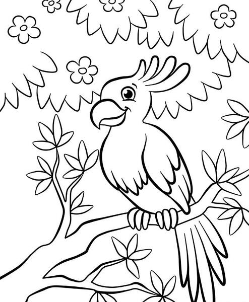 عکس طوطی برای نقاشی کودکان