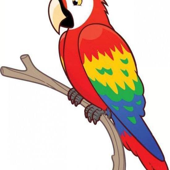 عکس طوطی برای نقاشی کودکان
