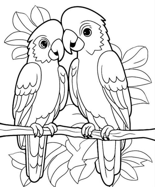 عکس از طوطی برای نقاشی