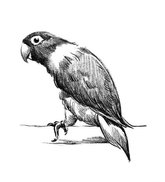 عکس از طوطی برای نقاشی