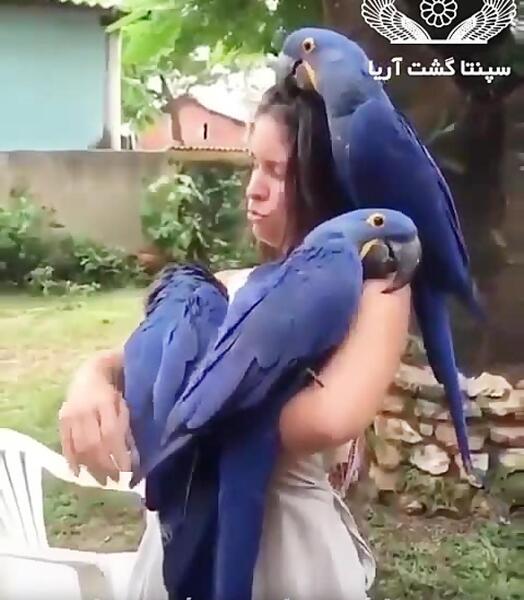 عکس طوطی بزرگ آبی