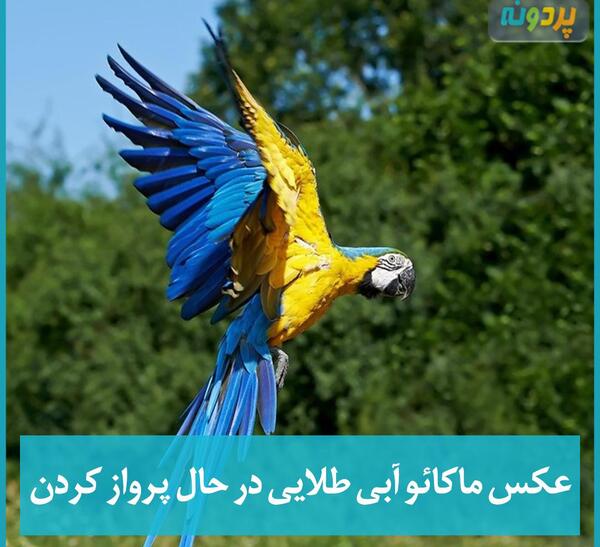 عکس طوطی بزرگ آبی