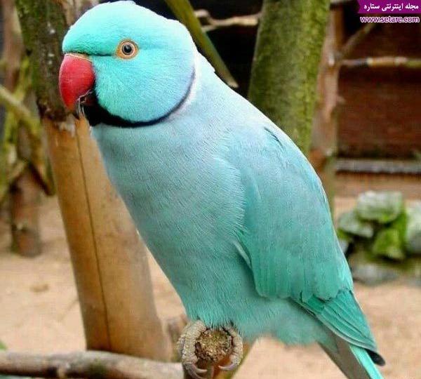 عکس طوطی بزرگ آبی