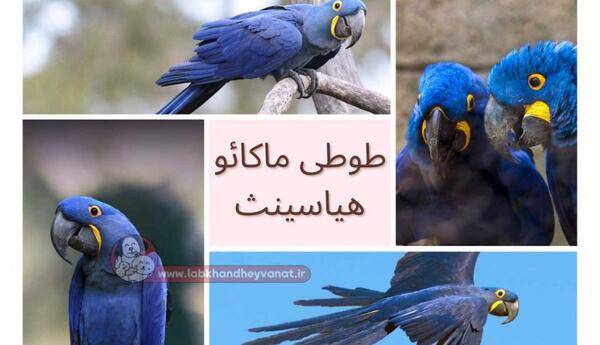 عکس طوطی بزرگ آبی
