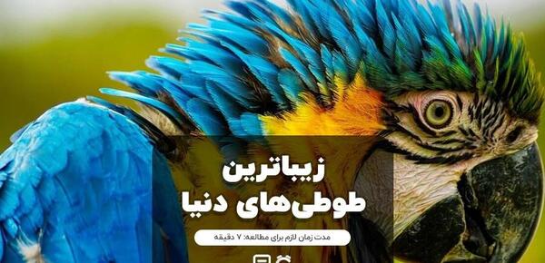عکس طوطی خوشگل رنگارنگ