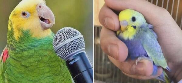 عکس طوطی خوشگل رنگارنگ