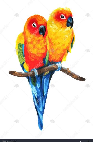 عکس طوطی خوشگل رنگارنگ