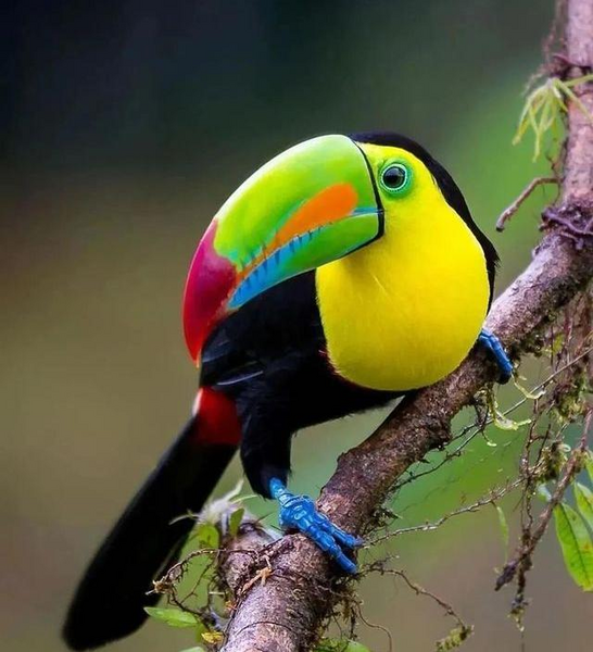 عکس طوطی خوشگل رنگارنگ
