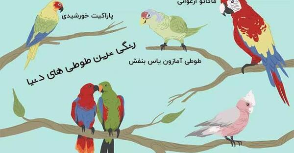 عکس پرنده طوطی رنگارنگ