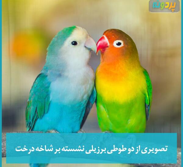 عکس طوطی برزیلی عکس طوطی برزیلی