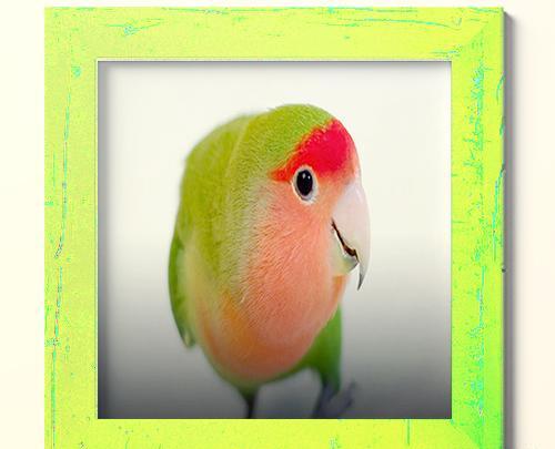 عکس طوطی برزیلی عکس طوطی برزیلی