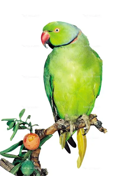 عکس طوطی سبز سخنگو