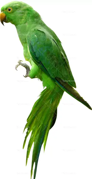 عکس طوطی سبز سخنگو