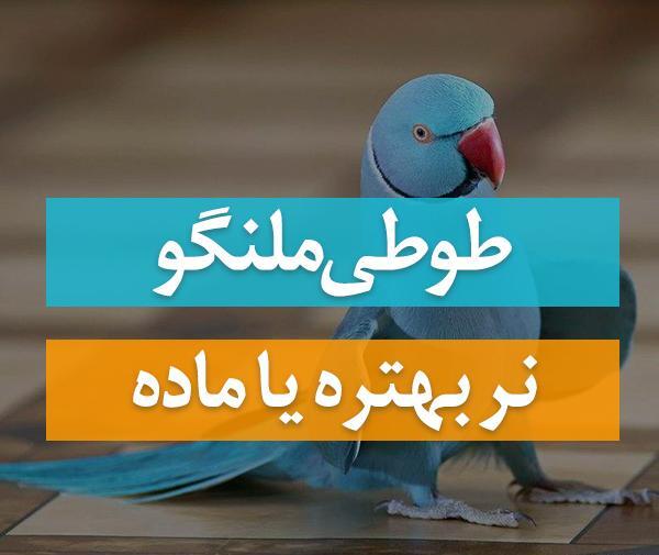 عکس طوطی سبز سخنگو