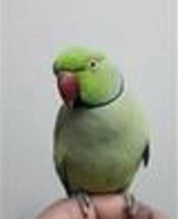 عکس طوطی سبز سخنگو
