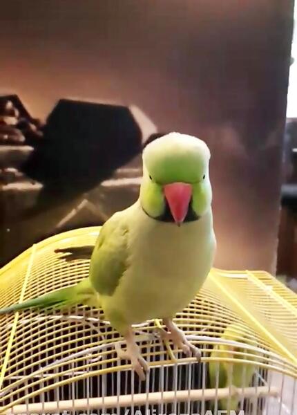 عکس طوطی سبز سخنگو