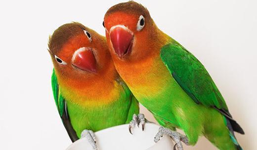 عکس صدای طوطی برزیلی