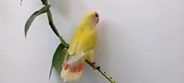 عکس صدای طوطی برزیلی