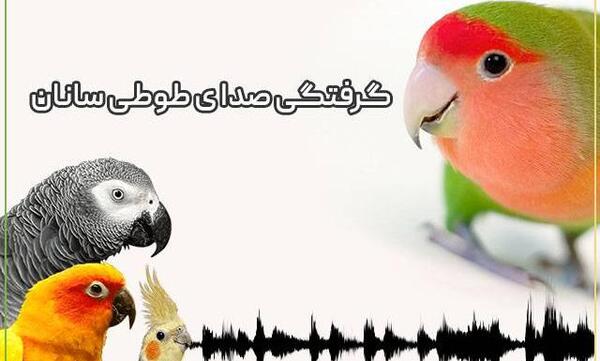 عکس صدای طوطی برزیلی