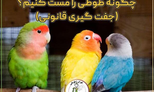 عکس صدای طوطی برزیلی