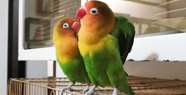 عکس صدای طوطی برزیلی