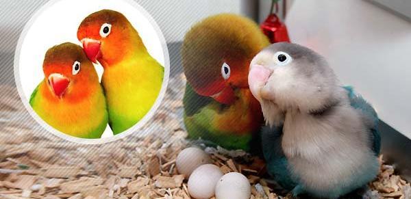 عکس صدای طوطی برزیلی