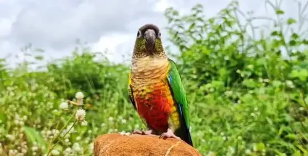 عکس صدای طوطی برزیلی